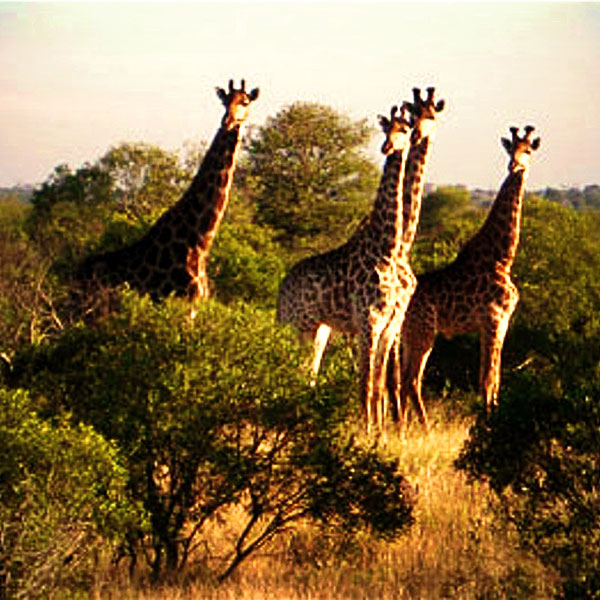 Kruger National Park, SOUTH AFRICA