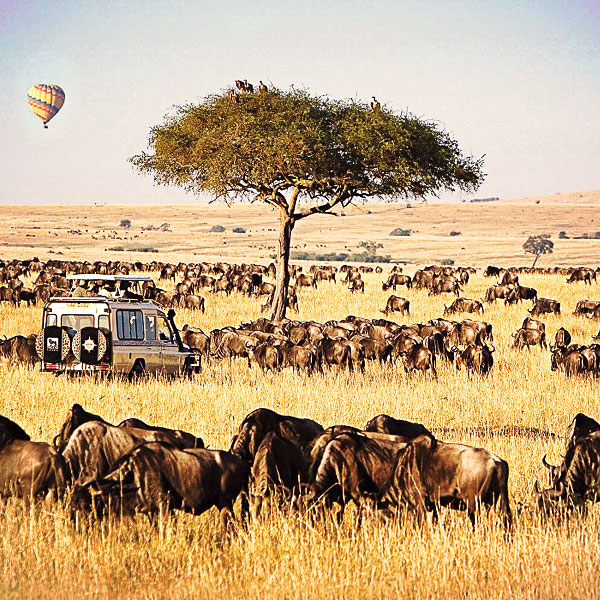Masai Mara National Reserve, KENYA