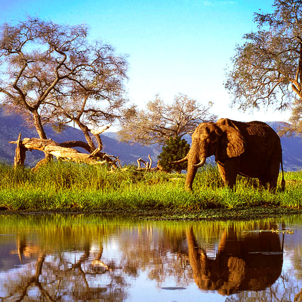 Mana Pools National Park, ZIMBABWE