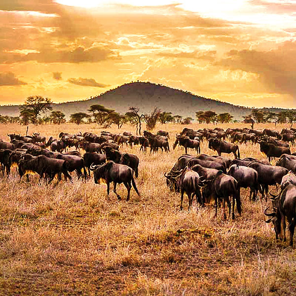 Serengeti National Park, TANZANIA